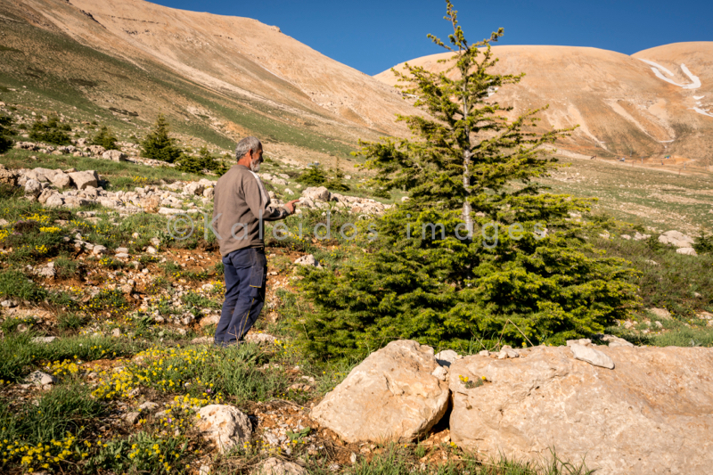Al Arz;Kaleidos;Kaleidos images;Lebanon;Middle East;Near East;Tarek Charara;Youssef Tawk;Cedars;Cedars of Lebanon;Cedrus libani